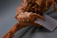 塔型石蟹藏品圖，第6張